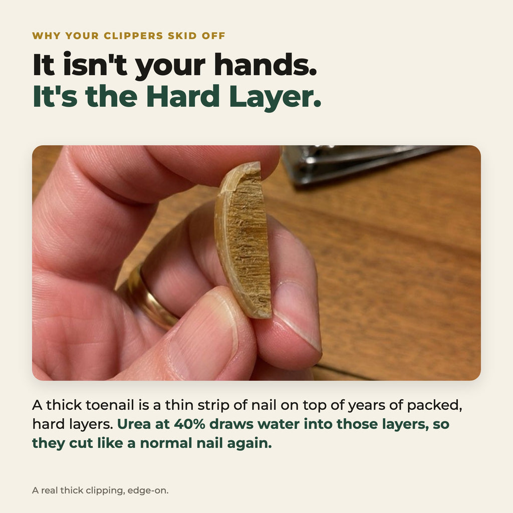 A thick toenail clipping, edge-on: the Hard Layer that clippers skid off